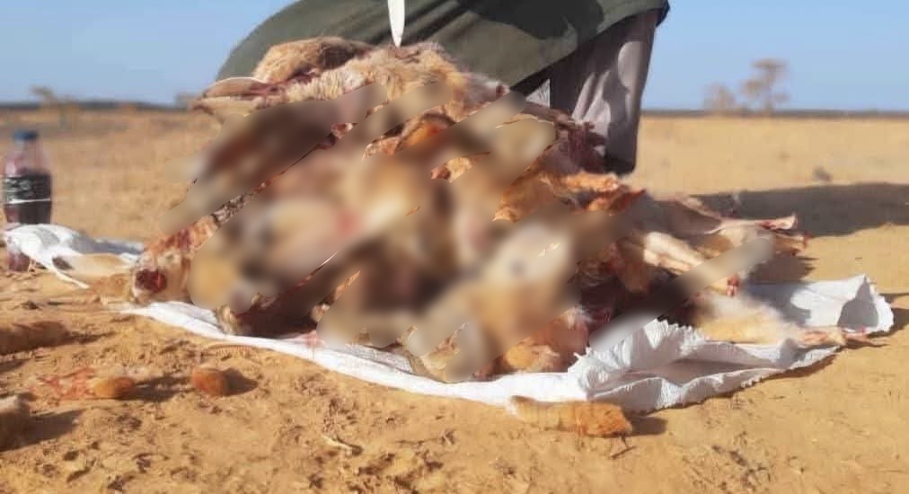 الأرنب البري يواجه خطر الانقراض المحلي بسبب الصيد الجائر