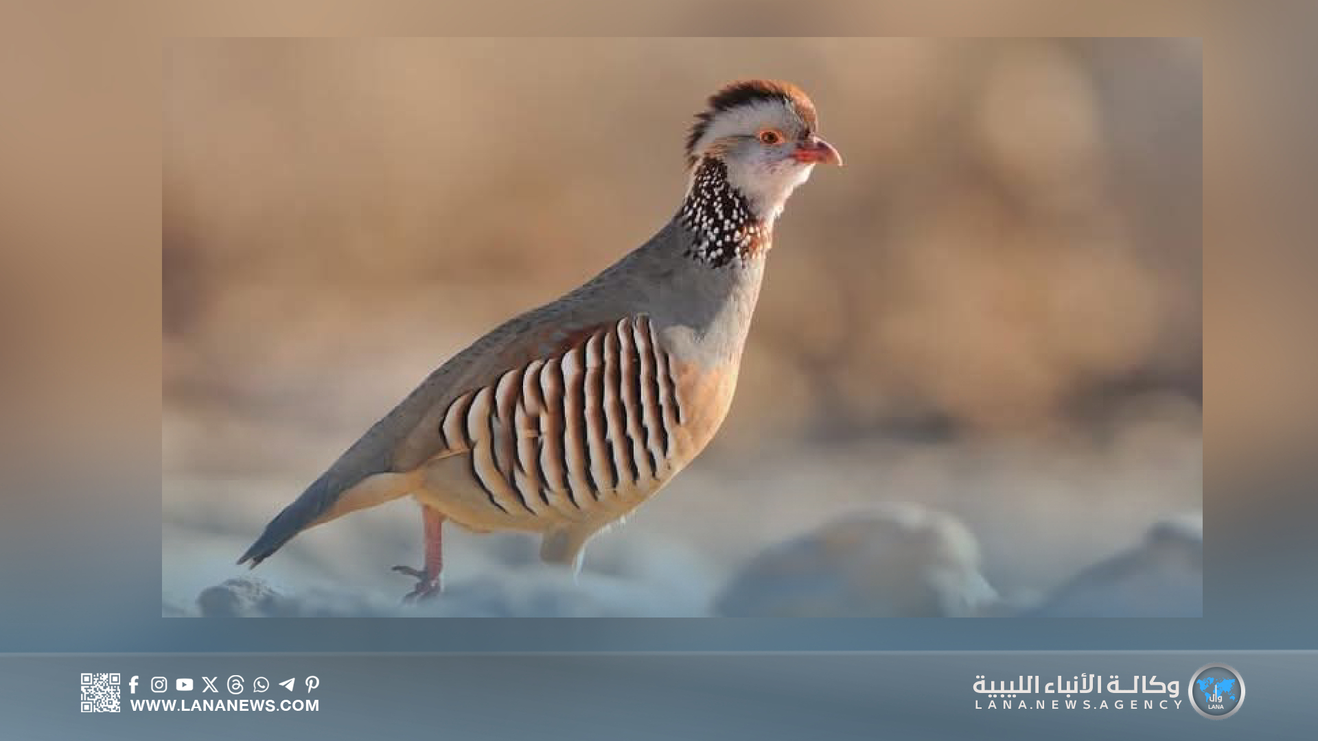منظمة البراري تحذر: الحجل البري يواجه خطر الانقراض 