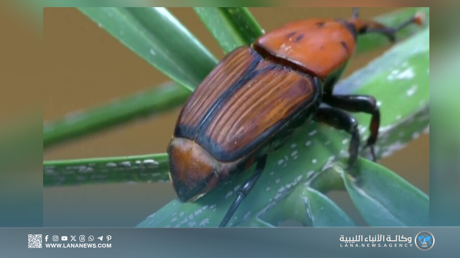 أوقاف الجفرة تحث على توعية المواطنين بسوسة النخيل