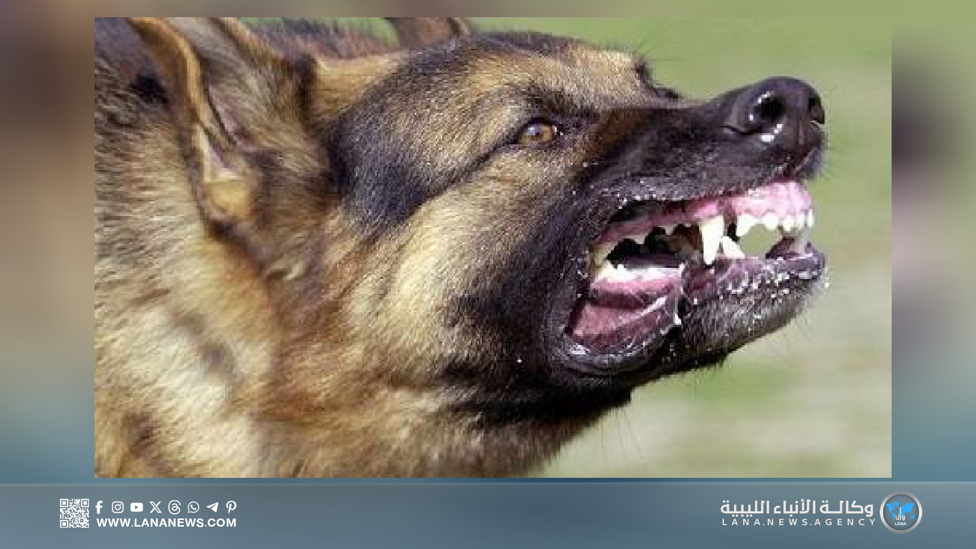 بلدي البيضاء يحذر من داء الكلب بعد تعرض أطفال لهجوم كلاب ضالة