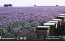 مربّو النحل يُحذرون من أزمة بيئية تُؤثر على جودة العسل في ليبيا