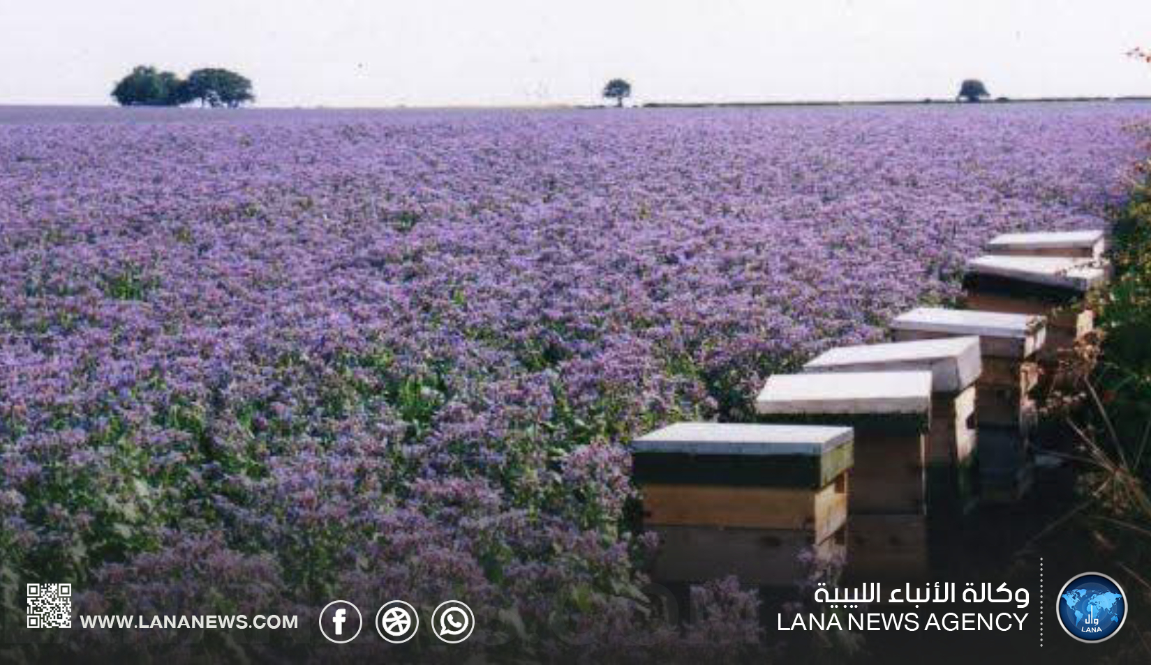 مربّو النحل يُحذرون من أزمة بيئية تُؤثر على جودة العسل في ليبيا