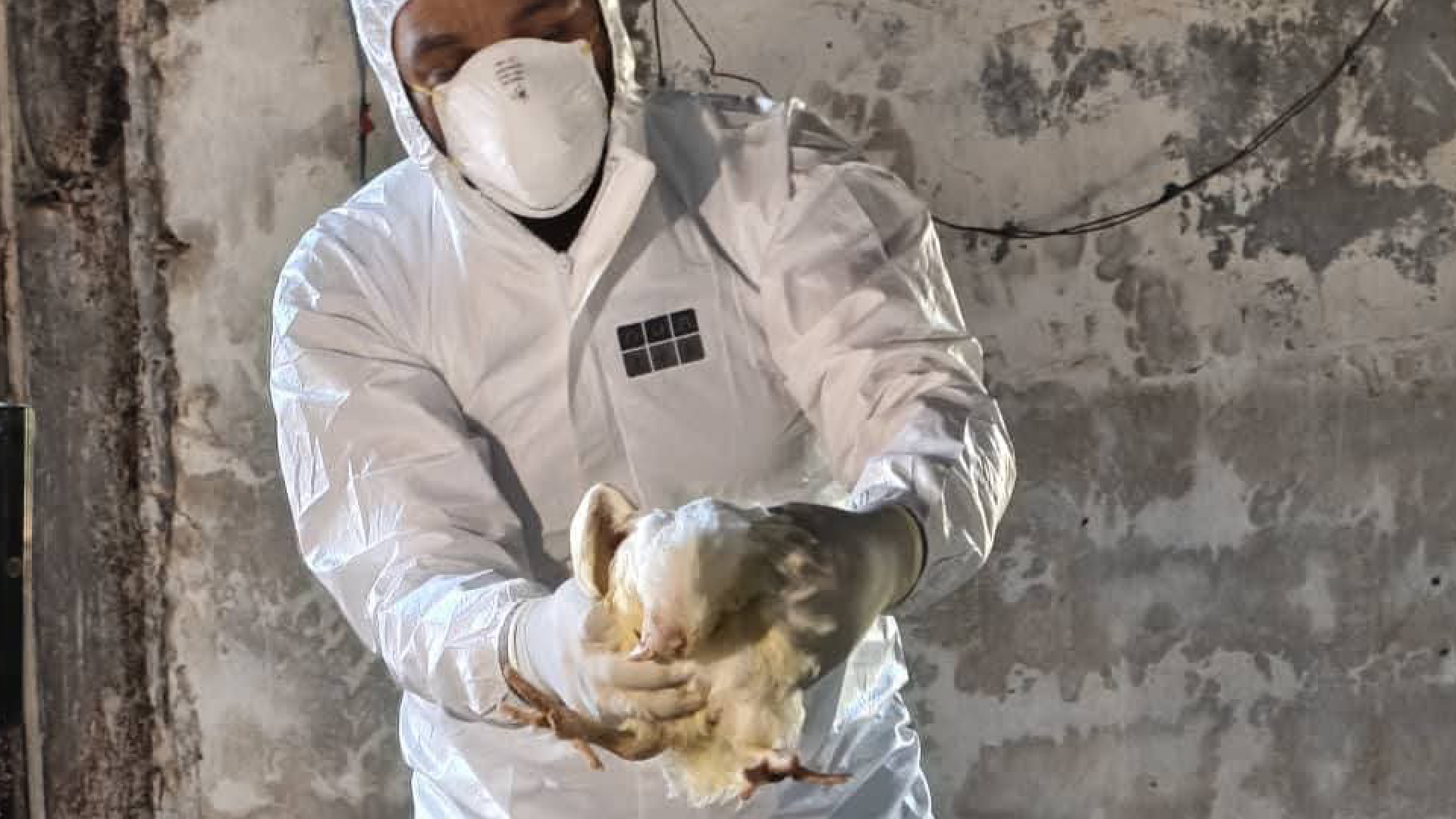 السيطرة على مرض نيوكاسل داخل حظائر الدواجن المرج