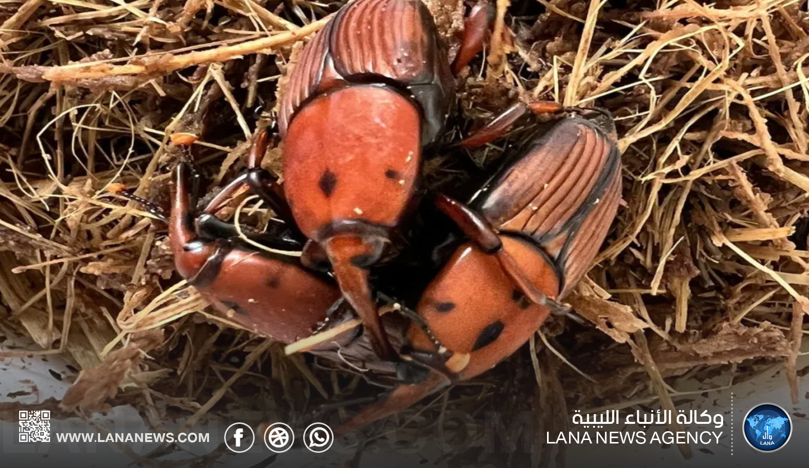 التحذير من خطر سوسة النخيل الحمراء بمزارع الكفرة