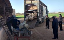 وصول مواشٍ مدعومة إلى المرج