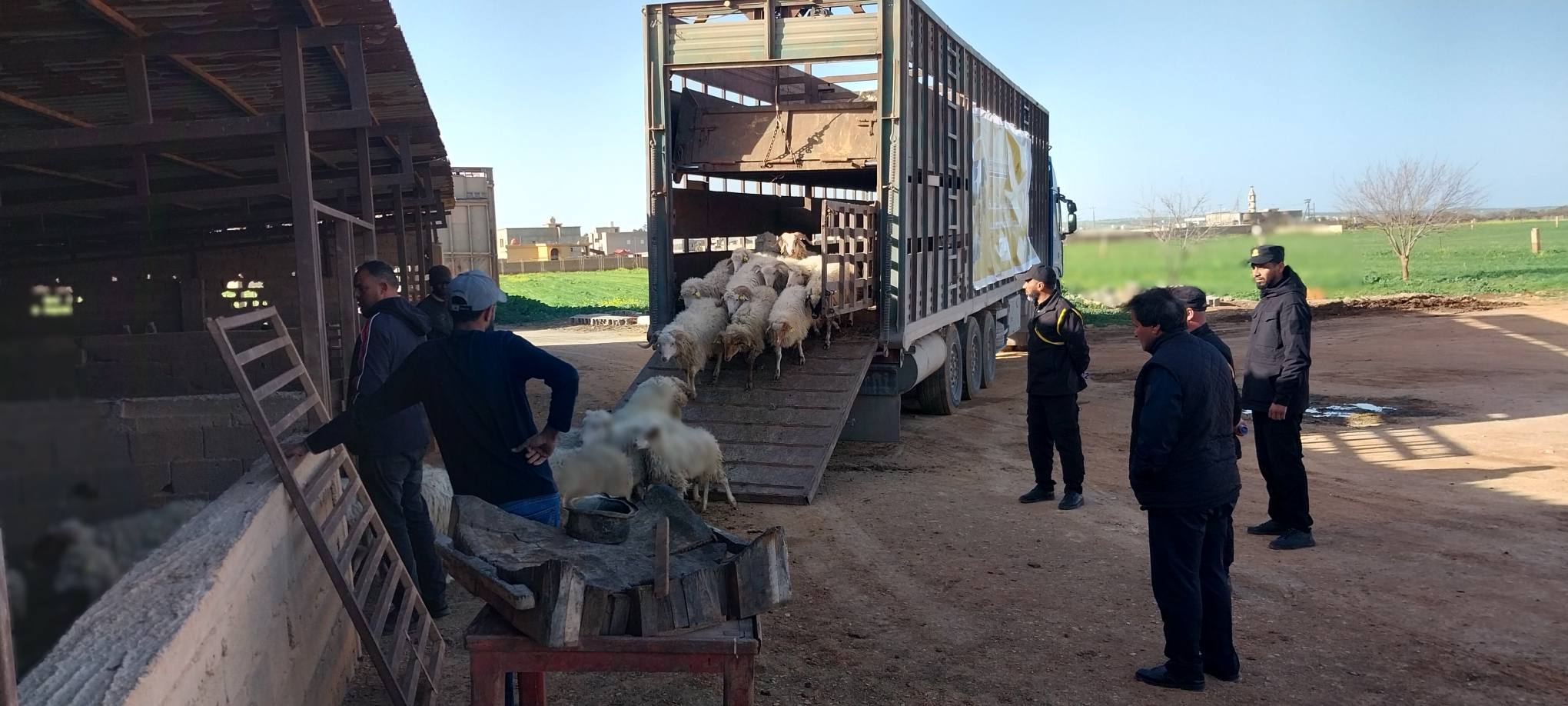 وصول مواشٍ مدعومة إلى المرج