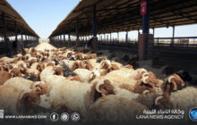 وصول شحنة مواشي مدعومة من القيادة العامة إلى سرت لدعم الأمن الغذائي