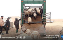وصول الدفعة الثانية من المواشي المدعومة إلى سرت لدعم الأمن الغذائي