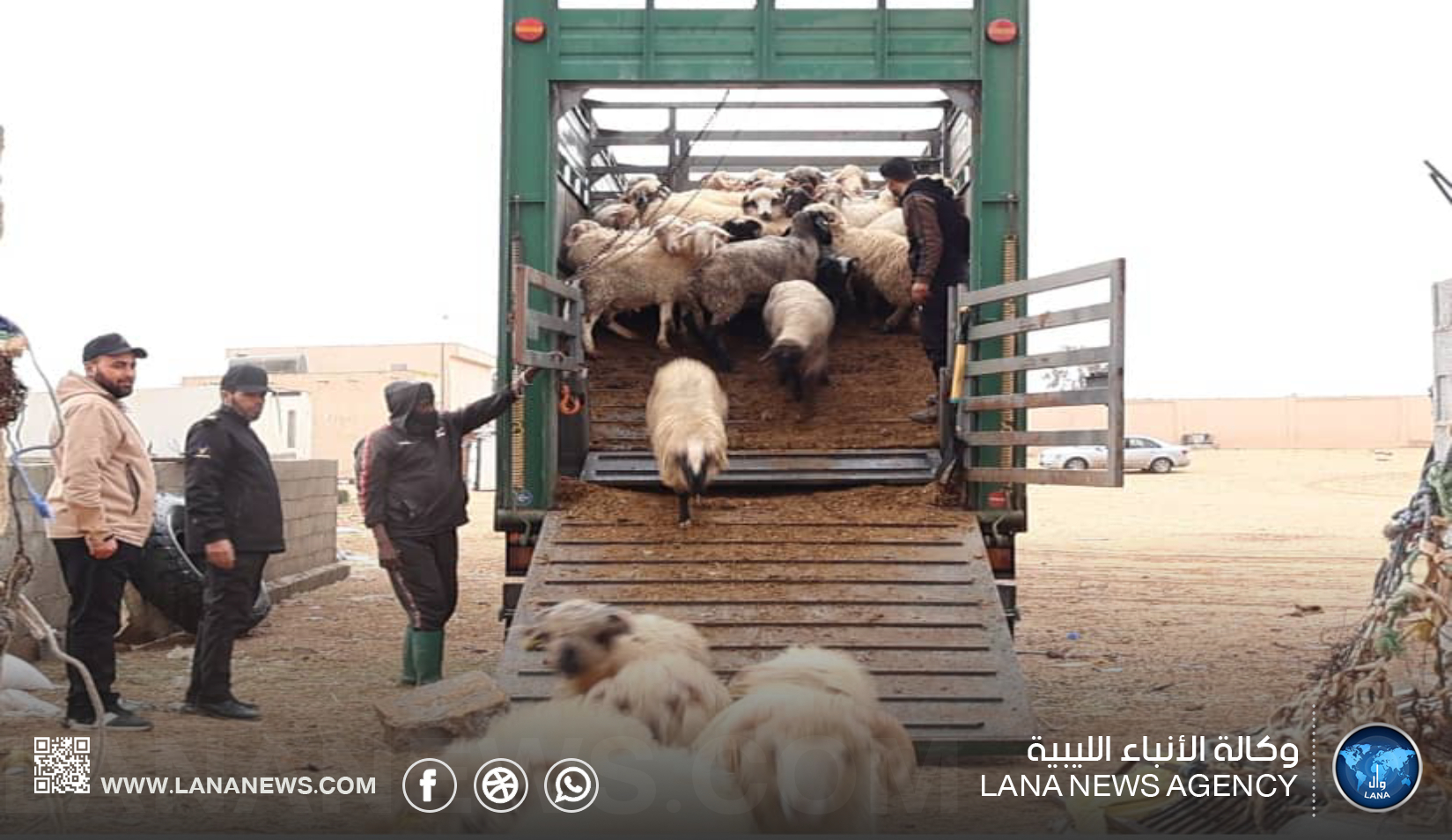 وصول الدفعة الثانية من المواشي المدعومة إلى سرت لدعم الأمن الغذائي