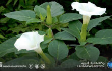 تحذير من انتشار نبات الداتورا السام بمدينة شحات