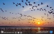 خبير بيئي يكشف تراجع كبير في أعداد الطيور المهاجرة في ليبيا