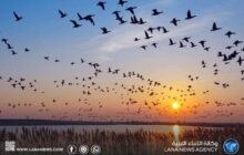 خبير بيئي يكشف تراجع كبير في أعداد الطيور المهاجرة في ليبيا