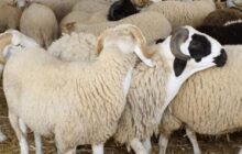 بومباركة يحذر من ارتفاع قياسي لأسعار اللحوم والدواجن بالبيضاء