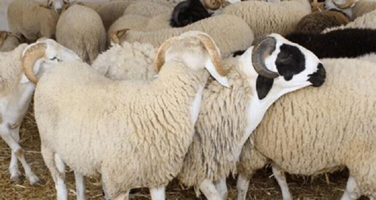 بومباركة يحذر من ارتفاع قياسي لأسعار اللحوم والدواجن بالبيضاء