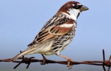 طائر الدوري في ليبيا بين الاستقرار النسبي ومؤشرات تراجع داخل المدن