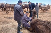 الشرطة الزراعية تباشر التحقيق في نفوق إبل بوادي ساملوس 