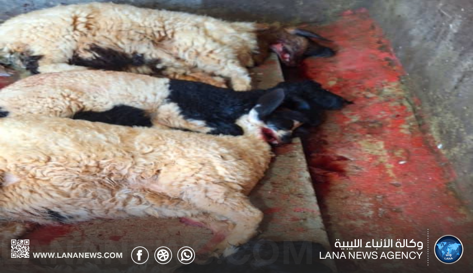 ضبط مصري يذبح أغنامًا مريضة في بنغازي