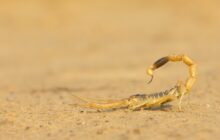 تقلبات الطقس تُظهر العقارب والأفاعي مبكرًا وتحذيرات من التنزه الصحراوي