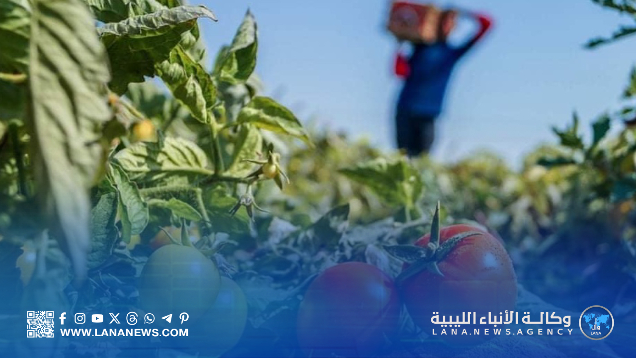 حملة لضبط ارتفاع أسعار الطماطم وإعادة التوازن لسوق سبها