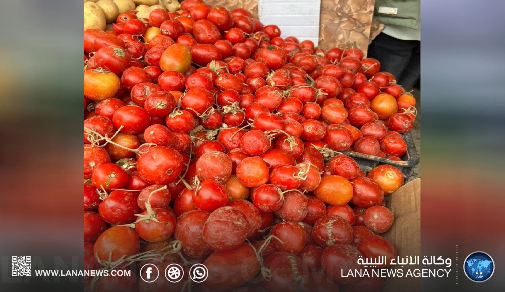 تقلبات أسعار الطماطم تثير قلق المستهلكين