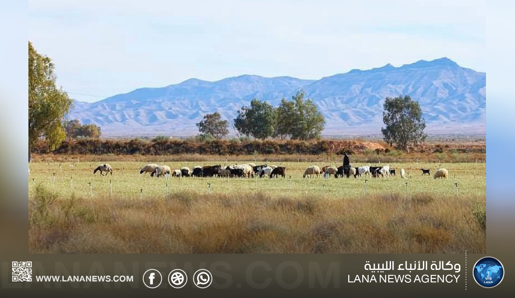 بلدي سيناون يمنع رعي القطعان القادمة من خارج حدوده