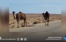 إطلاق حملة لملاحقة الإبل السائبة في البيضاء