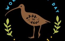 اليوم العالمي للكروان.. دعوات ليبية لتعزيز حماية طائر يواجه تراجعًا وصيدًا جائرًا