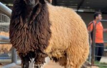 تحذيرات من استنزاف سلالة الخروف البرقاوي مع اقتراب عيد الأضحى