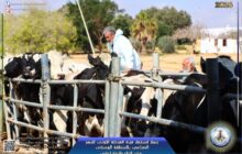 حملة تحصين لحماية قطيع الأبقار بمحطة القرضابية في سرت
