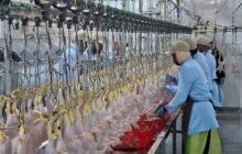 افتتاح أول مذبح آلي متكامل للدواجن في البيضاء الجبل الأخضر