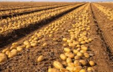 انطلاق حصاد البطاطا بمشروع الكفرة الزراعي لتعزيز الأمن الغذائي