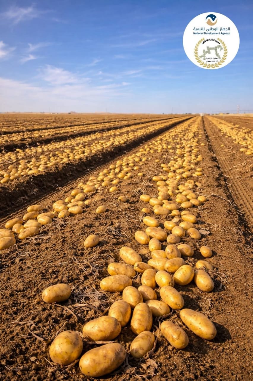 انطلاق حصاد البطاطا بمشروع الكفرة الزراعي لتعزيز الأمن الغذائي