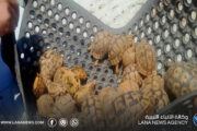 الشرطة الزراعية تُحبط تهريب سلاحف برية إلى مصر