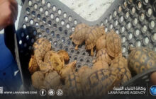 الشرطة الزراعية تُحبط تهريب سلاحف برية إلى مصر