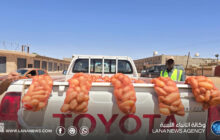 الكفرة تبدأ تسويق إنتاجها من البطاطا لدعم الأمن الغذائي