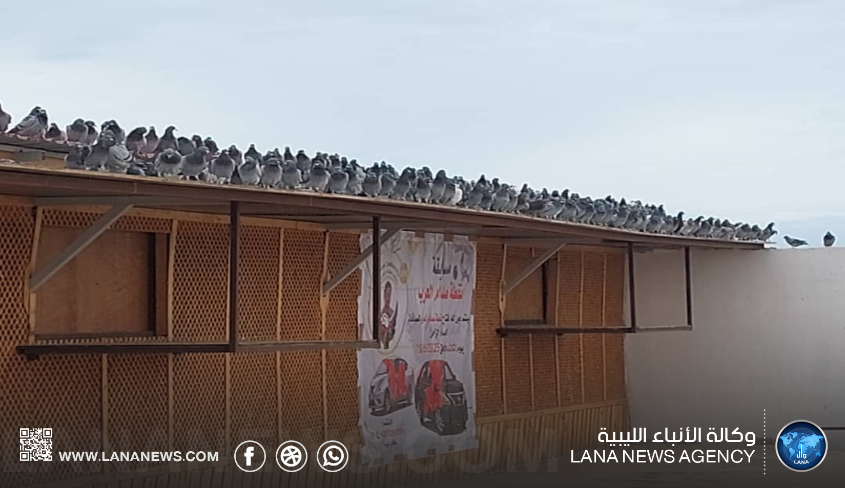 متسابقون من ليبيا ودول عربية وأوروبية يُشاركون في سباق الحمام الزاجل