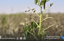 انطلاق موسم حصاد الفول بمشروع الكفرة الزراعي