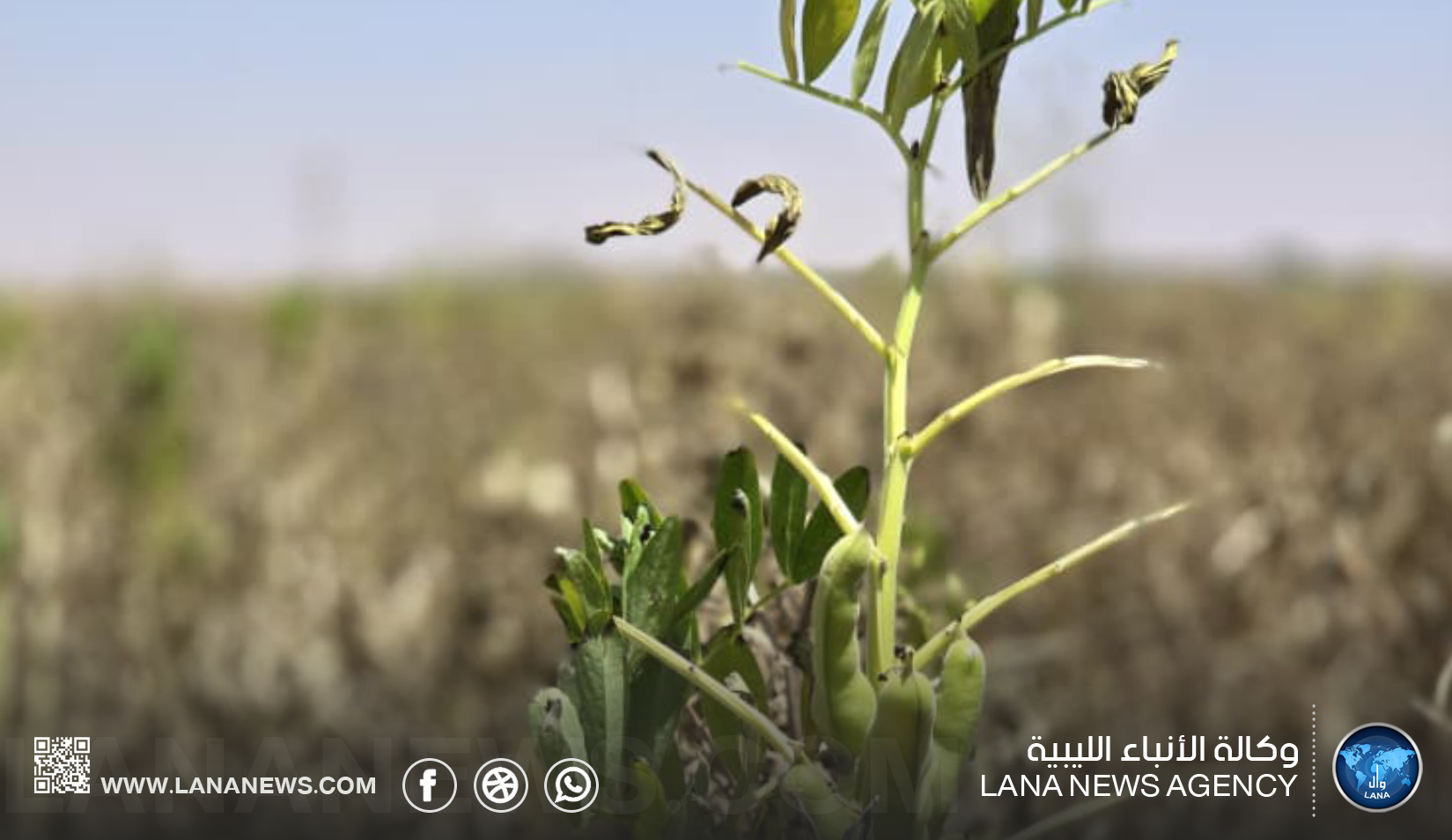 انطلاق موسم حصاد الفول بمشروع الكفرة الزراعي