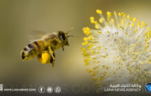 تراغن تستعد لاحتضان الملتقى الثالث لمربي النحل بالمنطقة الجنوبية