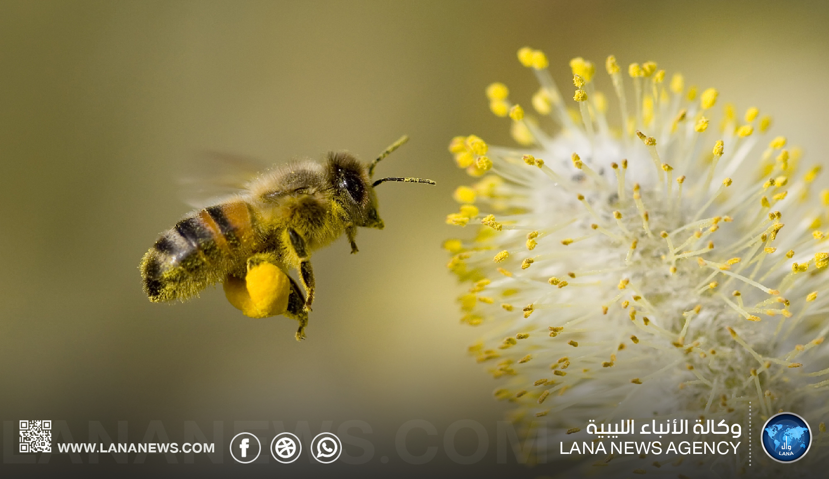 تراغن تستعد لاحتضان الملتقى الثالث لمربي النحل بالمنطقة الجنوبية