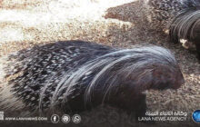 إطلاق مبادرة بيئية لإعادة توطين الطيور بسد الوشكة