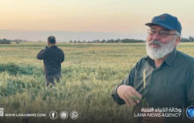 متابعة ميدانية لحقول القمح والشعير لتعزيز الإنتاجية في المنطقة الجنوبية
