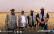 تجربة زراعية واعدة لزراعة الشعير العاري لأول مرة في ليبيا ببلدية زويلة