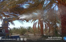 الجهاز الوطني للتنمية يواصل حملته لمكافحة سوسة النخيل الحمراء