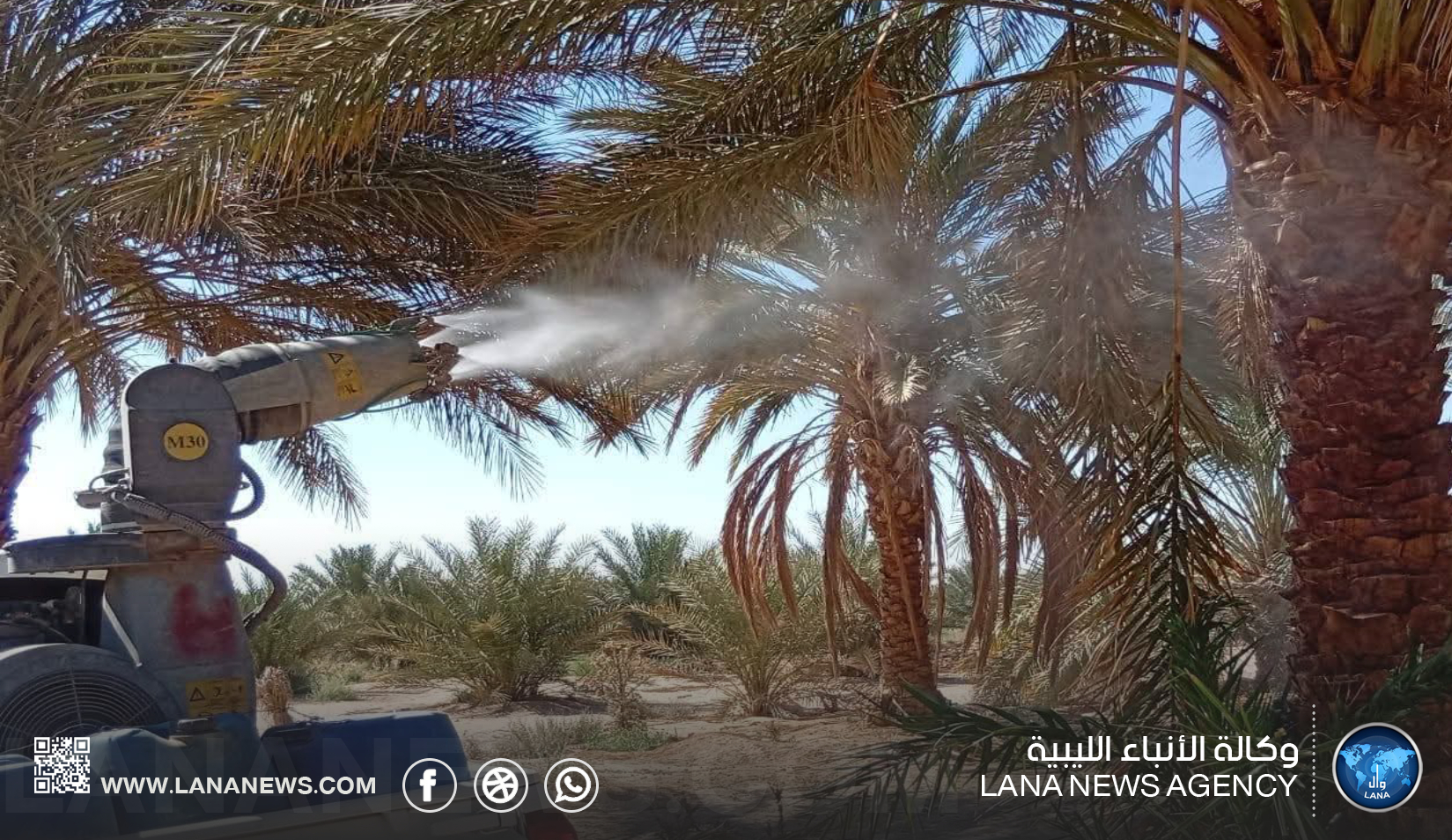 الجهاز الوطني للتنمية يواصل حملته لمكافحة سوسة النخيل الحمراء