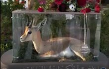 هدية حفل زفاف تثير انتقادات واسعة في ليبيا