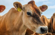 الشرطة الزراعية تشدد على فحص الأبقار قبل البيع في الأسواق