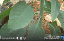 التحذير من نبات سام يهدد الثروة الحيوانية بالجبل الأخضر