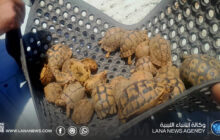 إحباط تهريب سلاحف عبر منفذ أمساعد