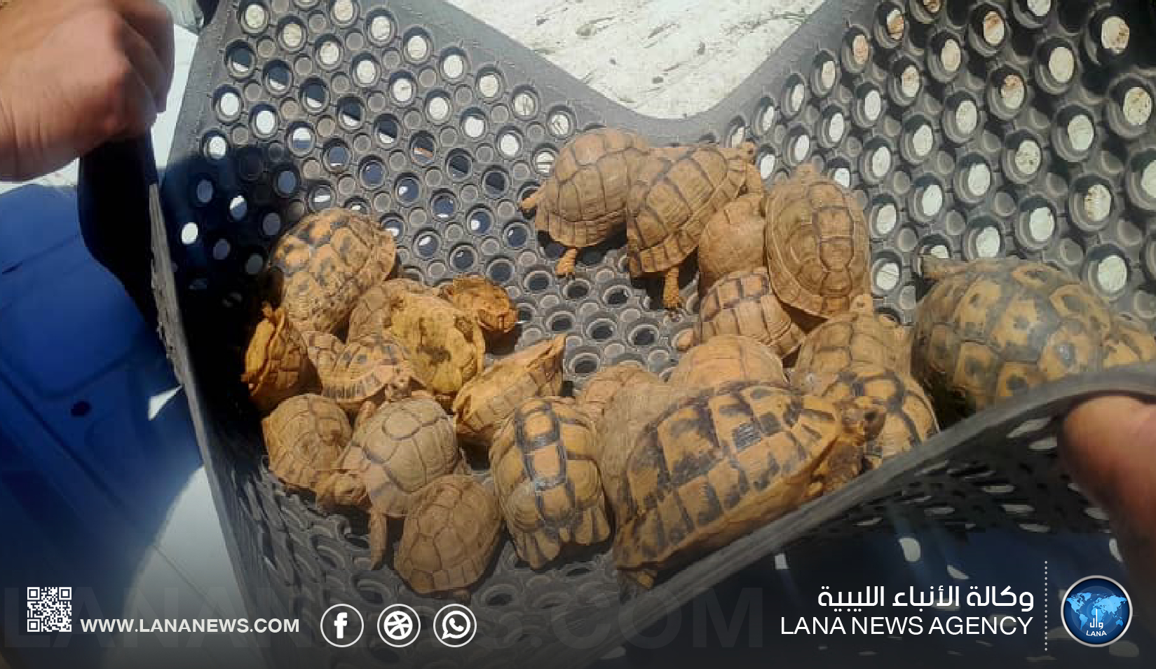 إحباط تهريب سلاحف عبر منفذ أمساعد